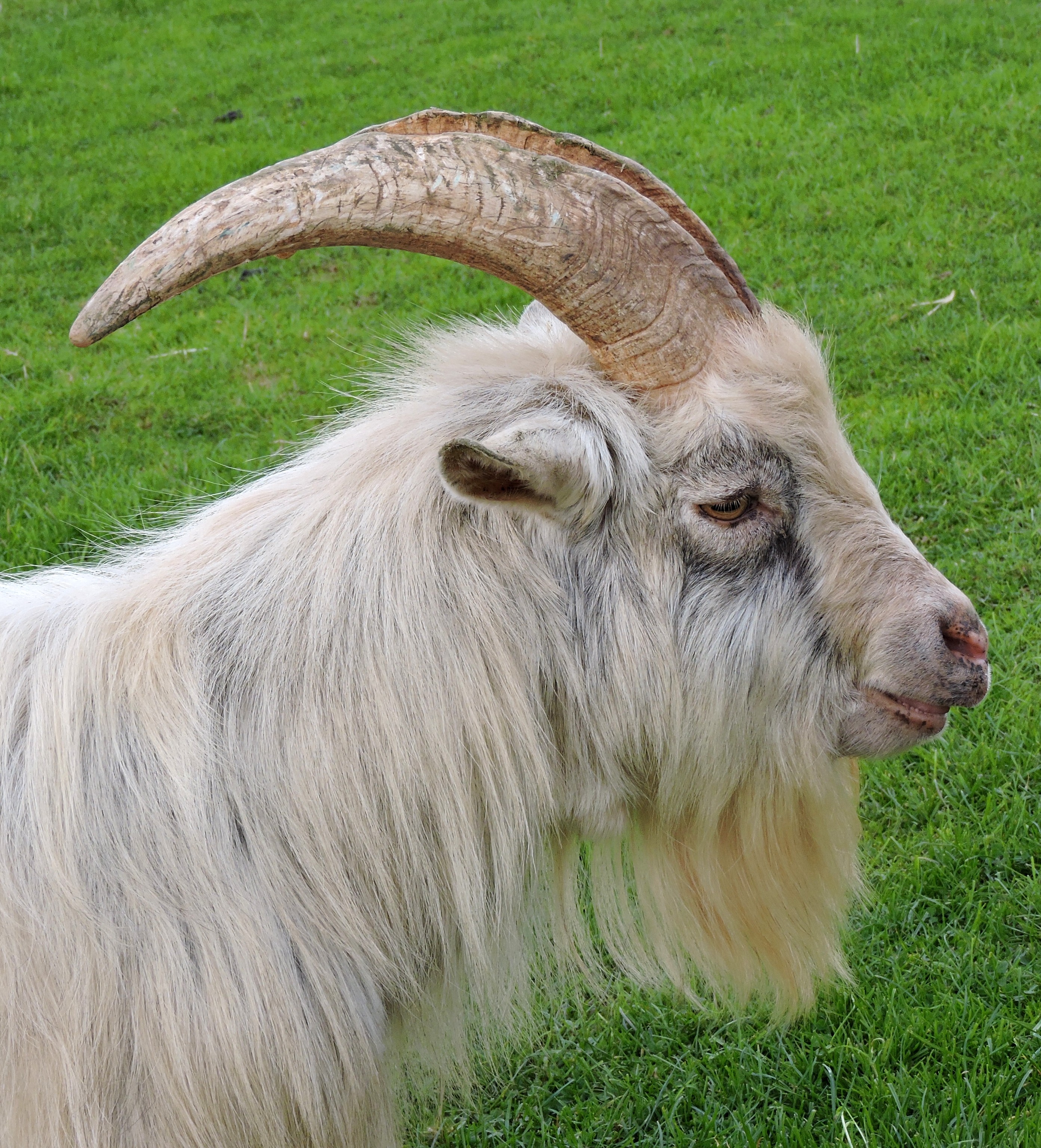 BILLY GOAT GRUFF. Bill Bagley Photography